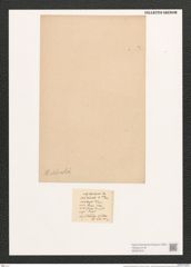 Navicula hitchcokii [sic] Ehr. (de-Toni-Nr.: Genus 1, Species 560) Zeichnungen Sammlung Grunow (NHMW-BOT-W0367674)